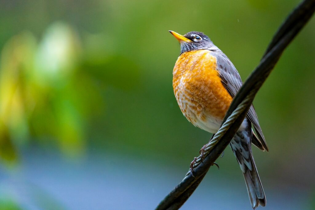 red and orange bird with a yellow beak sitting on a branch