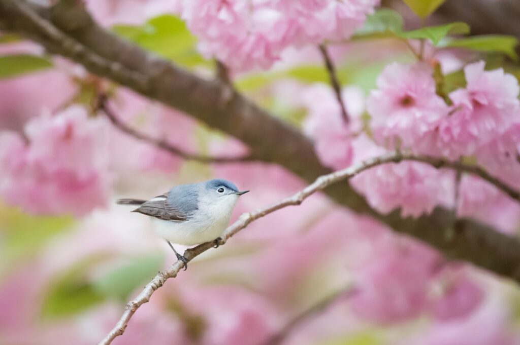 blue and white bird on a branch in a pink flowering tree